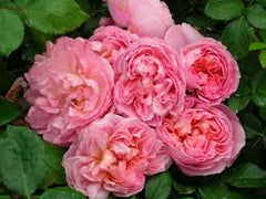 Dames Rose Seedlings Flower Seeds Perennial Growing Bonsai Corms Tubers Potted Planting Reblooming Fragrant Garden Roots Rhizomes Species Blooms Plant Bulbs Gardening Tree - Seedsplant