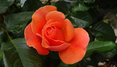 François Mauriac Rose Seedlings Flower Seeds Perennial Growing Bonsai Corms Tubers Potted Planting Reblooming Fragrant Garden Roots Rhizomes Species Blooms Plant Bulbs Gardening Tree - Seedsplant