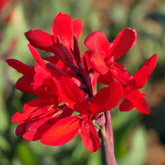 Firebird Canna Bulbs Perennial Growing Bonsai Roots Rhizomes Corms Tubers Potted Planting Reblooming Fragrant Garden Species Blooms Flower Seeds Plant Gardening
