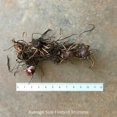 Firebird Canna Bulbs Perennial Growing Bonsai Roots Rhizomes Corms Tubers Potted Planting Reblooming Fragrant Garden Species Blooms Flower Seeds Plant Gardening