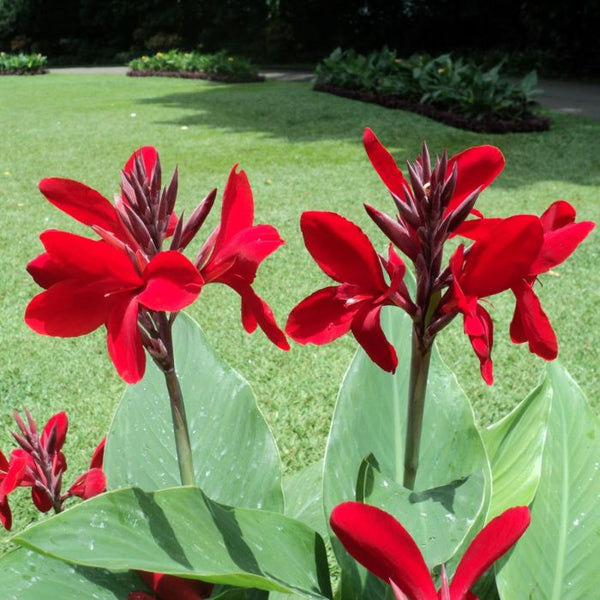 Firebird Canna Bulbs Perennial Growing Bonsai Roots Rhizomes Corms Tubers Potted Planting Reblooming Fragrant Garden Species Blooms Flower Seeds Plant Gardening