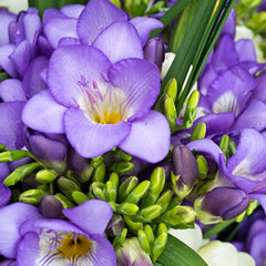 Blue Sky Freesia Bulbs Growing Bonsai Roots Rhizomes Corms Tubers Potted Planting Reblooming Fragrant Garden Species Blooms Flower Seeds Plant Gardening - Seedsplant