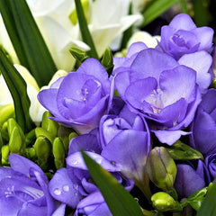 Blue Freesia Bulbs Growing Bonsai Roots Rhizomes Corms Tubers Potted Planting Reblooming Fragrant Garden Species Blooms Flower Seeds Plant Gardening