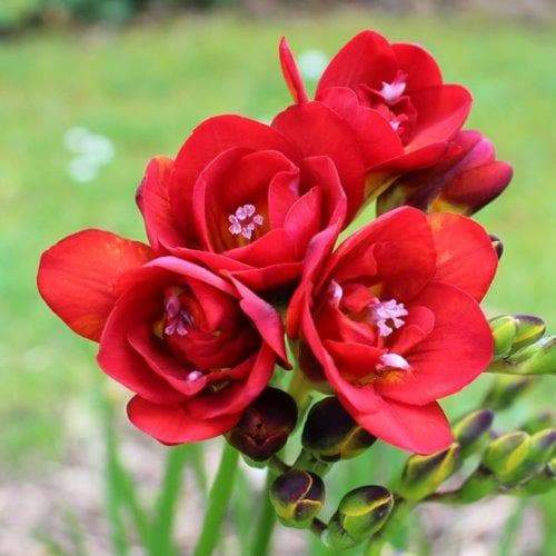 Double Red Freesia Bulbs Growing Bonsai Roots Rhizomes Corms Tubers Potted Planting Reblooming Fragrant Garden Species Blooms Flower Seeds Plant Gardening