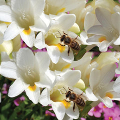 Refracta Alba Freesia Bulbs Growing Bonsai Roots Rhizomes Corms Tubers Potted Planting Reblooming Fragrant Garden Species Blooms Flower Seeds Plant Gardening