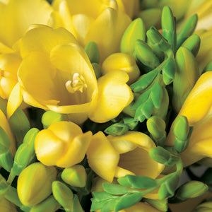 Santana Freesia Bulbs Growing Bonsai Roots Rhizomes Corms Tubers Potted Planting Reblooming Fragrant Garden Species Blooms Flower Seeds Plant Gardening