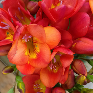 Santorini Freesia Bulbs Growing Bonsai Roots Rhizomes Corms Tubers Potted Planting Reblooming Fragrant Garden Species Blooms Flower Seeds Plant Gardening