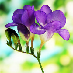 Freesia Single Blue Bulbs Growing Bonsai Roots Rhizomes Corms Tubers Potted Planting Reblooming Fragrant Garden Species Blooms Flower Seeds Plant Gardening - Seedsplant