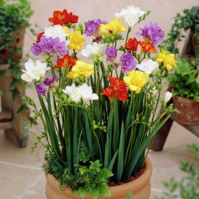 Double Freesia Bulbs Growing Bonsai Roots Rhizomes Corms Tubers Potted Planting Reblooming Fragrant Garden Species Blooms Flower Seeds Plant Gardening