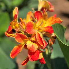 Gaiety Canna Bulbs Perennial Growing Bonsai Roots Rhizomes Corms Tubers Potted Planting Reblooming Fragrant Garden Species Blooms Flower Seeds Plant Gardening