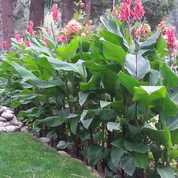 Grande Canna Bulbs Perennial Growing Bonsai Roots Rhizomes Corms Tubers Potted Planting Reblooming Fragrant Garden Species Blooms Flower Seeds Plant Gardening