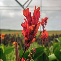 Grande Canna Bulbs Perennial Growing Bonsai Roots Rhizomes Corms Tubers Potted Planting Reblooming Fragrant Garden Species Blooms Flower Seeds Plant Gardening