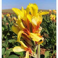 Hello Yellow Canna Bulbs Perennial Growing Bonsai Roots Rhizomes Corms Tubers Potted Planting Reblooming Fragrant Garden Species Blooms Flower Seeds Plant Gardening