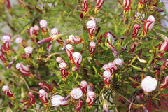 Hot Sell Cheap Oxalis Bulbs Wood Sorrel Shamrock Perennial Growing Bonsai Roots Rhizomes Corms Tubers Potted Planting Reblooming Fragrant Garden Species Blooms Flower Seeds Plant Gardening