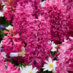 Jan Bos Hyacinth Bulbs Blooms Species Growing Bonsai Roots Rhizomes Corms Tubers Potted Planting Reblooming Fragrant Garden Flower Seeds Plant Gardening - Seedsplant