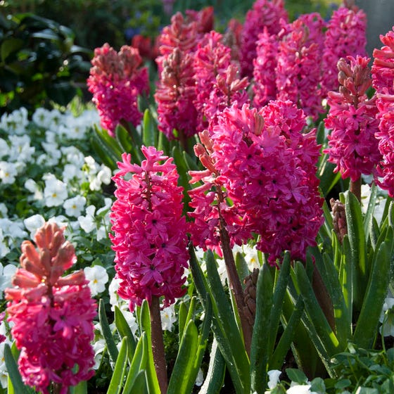 Jan Bos Hyacinth Bulbs Blooms Species Growing Bonsai Roots Rhizomes Corms Tubers Potted Planting Reblooming Fragrant Garden Flower Seeds Plant Gardening