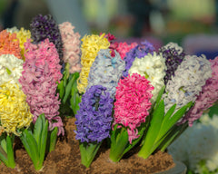 Hyacinth Mixed Colours Bulbs Blooms Species Growing Bonsai Roots Rhizomes Corms Tubers Potted Planting Reblooming Fragrant Garden Flower Seeds Plant Gardening