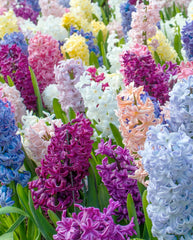 Hyacinth Mixed Colours Bulbs Blooms Species Growing Bonsai Roots Rhizomes Corms Tubers Potted Planting Reblooming Fragrant Garden Flower Seeds Plant Gardening