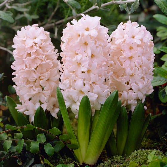 China Pink Hyacinth Bulbs Blooms Species Growing Bonsai Roots Rhizomes Corms Tubers Potted Planting Reblooming Fragrant Garden Flower Seeds Plant Gardening