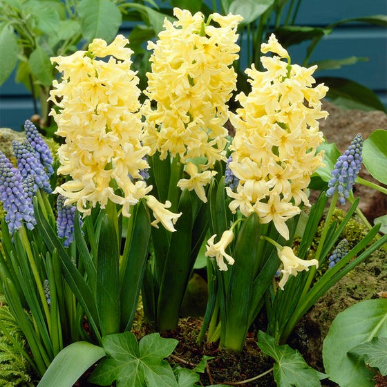 Gipsy Princess Hyacinth Bulbs Blooms Species Growing Bonsai Roots Rhizomes Corms Tubers Potted Planting Reblooming Fragrant Garden Flower Seeds Plant Gardening