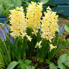 Gipsy Princess Hyacinth Bulbs Blooms Species Growing Bonsai Roots Rhizomes Corms Tubers Potted Planting Reblooming Fragrant Garden Flower Seeds Plant Gardening