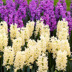 Gipsy Princess Hyacinth Bulbs Blooms Species Growing Bonsai Roots Rhizomes Corms Tubers Potted Planting Reblooming Fragrant Garden Flower Seeds Plant Gardening