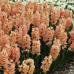 Gipsy Queen Hyacinth Bulbs Blooms Species Growing Bonsai Roots Rhizomes Corms Tubers Potted Planting Reblooming Fragrant Garden Flower Seeds Plant Gardening