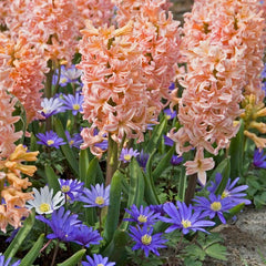 Gipsy Queen Hyacinth Bulbs Blooms Species Growing Bonsai Roots Rhizomes Corms Tubers Potted Planting Reblooming Fragrant Garden Flower Seeds Plant Gardening