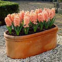 Gipsy Queen Hyacinth Bulbs Blooms Species Growing Bonsai Roots Rhizomes Corms Tubers Potted Planting Reblooming Fragrant Garden Flower Seeds Plant Gardening