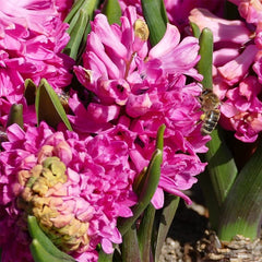 Jan Bos Hyacinth Bulbs Blooms Species Growing Bonsai Roots Rhizomes Corms Tubers Potted Planting Reblooming Fragrant Garden Flower Seeds Plant Gardening - Seedsplant