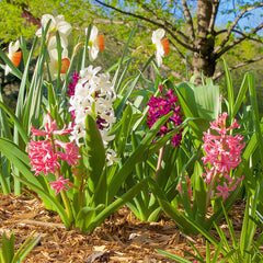 Valentine Hyacinth Mix Bulbs Blooms Species Growing Bonsai Roots Rhizomes Corms Tubers Potted Planting Reblooming Fragrant Garden Flower Seeds Plant Gardening