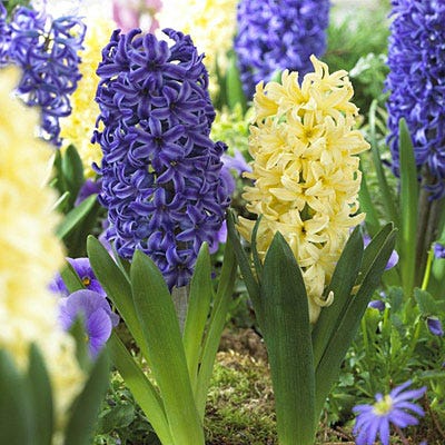 Fat Tuesday Hyacinth Mix Bulbs Blooms Species Growing Bonsai Roots Rhizomes Corms Tubers Potted Planting Reblooming Fragrant Garden Flower Seeds Plant Gardening