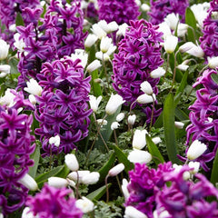 Miss Saigon Hyacinth Bulbs Blooms Species Growing Bonsai Roots Rhizomes Corms Tubers Potted Planting Reblooming Fragrant Garden Flower Seeds Plant Gardening