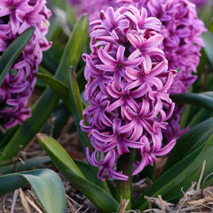 Miss Saigon Hyacinth Bulbs Blooms Species Growing Bonsai Roots Rhizomes Corms Tubers Potted Planting Reblooming Fragrant Garden Flower Seeds Plant Gardening