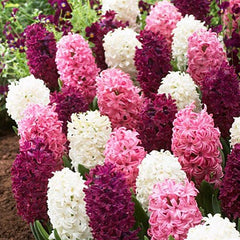 Valentine Hyacinth Mix Bulbs Blooms Species Growing Bonsai Roots Rhizomes Corms Tubers Potted Planting Reblooming Fragrant Garden Flower Seeds Plant Gardening