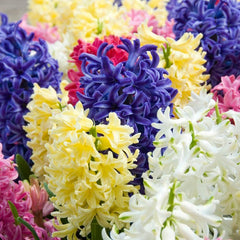 Hyacinth Mix Bulbs Blooms Species Growing Bonsai Roots Rhizomes Corms Tubers Potted Planting Reblooming Fragrant Garden Flower Seeds Plant Gardening