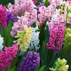 Hyacinth Mix Bulbs Blooms Species Growing Bonsai Roots Rhizomes Corms Tubers Potted Planting Reblooming Fragrant Garden Flower Seeds Plant Gardening