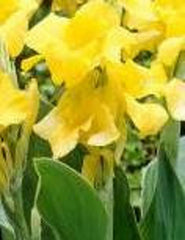 Yellow Gold Canna Bulbs Perennial Growing Bonsai Roots Rhizomes Corms Tubers Potted Planting Reblooming Fragrant Garden Species Blooms Flower Seeds Plant Gardening - Seedsplant