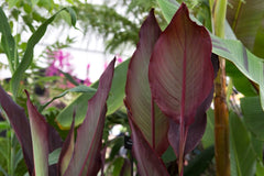 Canna Cannova Yellow Bulbs Perennial Growing Bonsai Roots Rhizomes Corms Tubers Potted Planting Reblooming Fragrant Garden Species Blooms Flower Seeds Plant Gardening