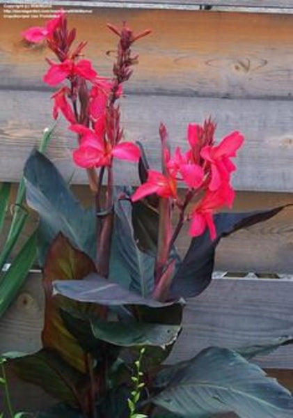 Canna Cannova Yellow Bulbs Perennial Growing Bonsai Roots Rhizomes Corms Tubers Potted Planting Reblooming Fragrant Garden Species Blooms Flower Seeds Plant Gardening