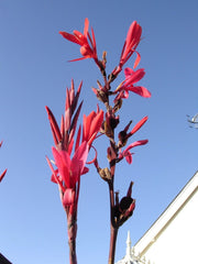 Canna Cannova Yellow Bulbs Perennial Growing Bonsai Roots Rhizomes Corms Tubers Potted Planting Reblooming Fragrant Garden Species Blooms Flower Seeds Plant Gardening