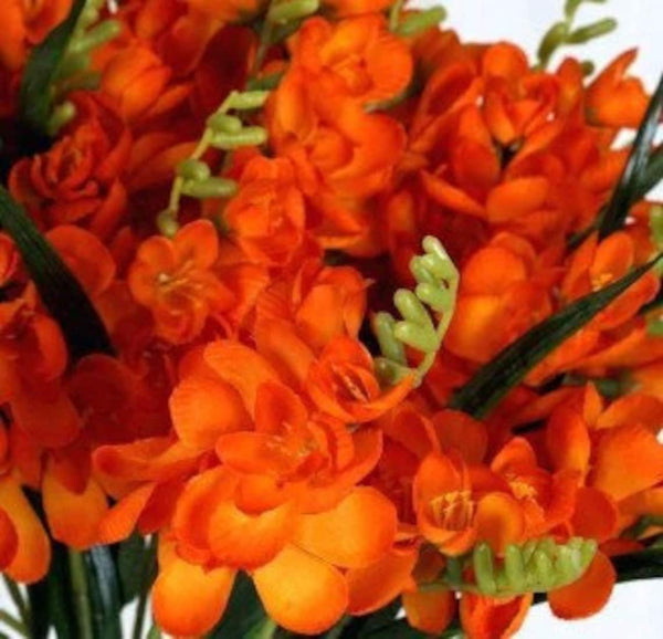 Double Orange Freesia Bulbs Growing Bonsai Roots Rhizomes Corms Tubers Potted Planting Reblooming Fragrant Garden Species Blooms Flower Seeds Plant Gardening