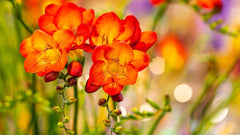 Double Orange Freesia Bulbs Growing Bonsai Roots Rhizomes Corms Tubers Potted Planting Reblooming Fragrant Garden Species Blooms Flower Seeds Plant Gardening
