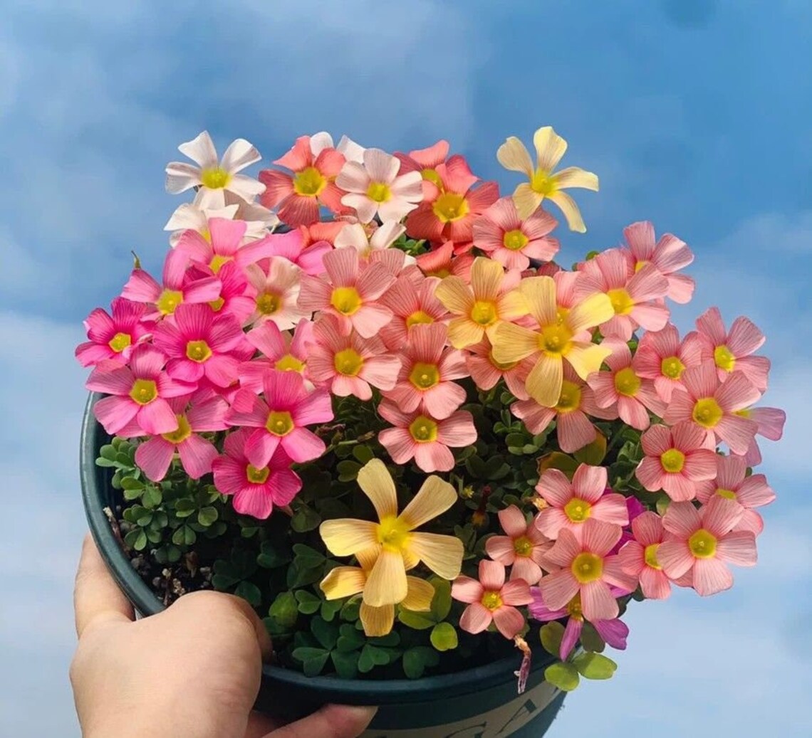 planting oxalis bulbs in pots Obtusa Sorrel Oxalis Bulbs Wood Shamrock Perennial Growing Bonsai Roots Rhizomes Corms Tubers Potted Planting Reblooming Fragrant Garden Species Blooms Flower Seeds Plant Gardening