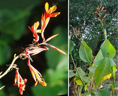 Stunning Tropical Canna Lily Bulbs Perennial Growing Bonsai Roots Rhizomes Corms Tubers Potted Planting Reblooming Fragrant Garden Species Blooms Flower Seeds Plant Gardening