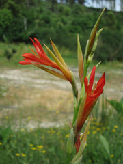 Stunning Tropical Canna Lily Bulbs Perennial Growing Bonsai Roots Rhizomes Corms Tubers Potted Planting Reblooming Fragrant Garden Species Blooms Flower Seeds Plant Gardening