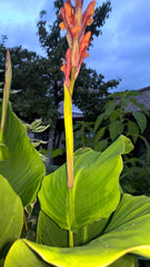 Healthy Canna Bulbs Perennial Growing Bonsai Roots Rhizomes Corms Tubers Potted Planting Reblooming Fragrant Garden Species Blooms Flower Seeds Plant Gardening