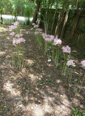 Pink Lycoris Spider Lilies Bulbs Radiata Hurricane Lily Cluster Amayllis Growing Bonsai Roots Rhizomes Corms Tubers Potted Planting Reblooming Fragrant Garden Species Blooms Flower Seeds Plant Gardening