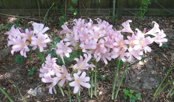 Pink Lycoris Spider Lilies Bulbs Radiata Hurricane Lily Cluster Amayllis Growing Bonsai Roots Rhizomes Corms Tubers Potted Planting Reblooming Fragrant Garden Species Blooms Flower Seeds Plant Gardening