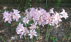 Pink Lycoris Spider Lilies Bulbs Radiata Hurricane Lily Cluster Amayllis Growing Bonsai Roots Rhizomes Corms Tubers Potted Planting Reblooming Fragrant Garden Species Blooms Flower Seeds Plant Gardening
